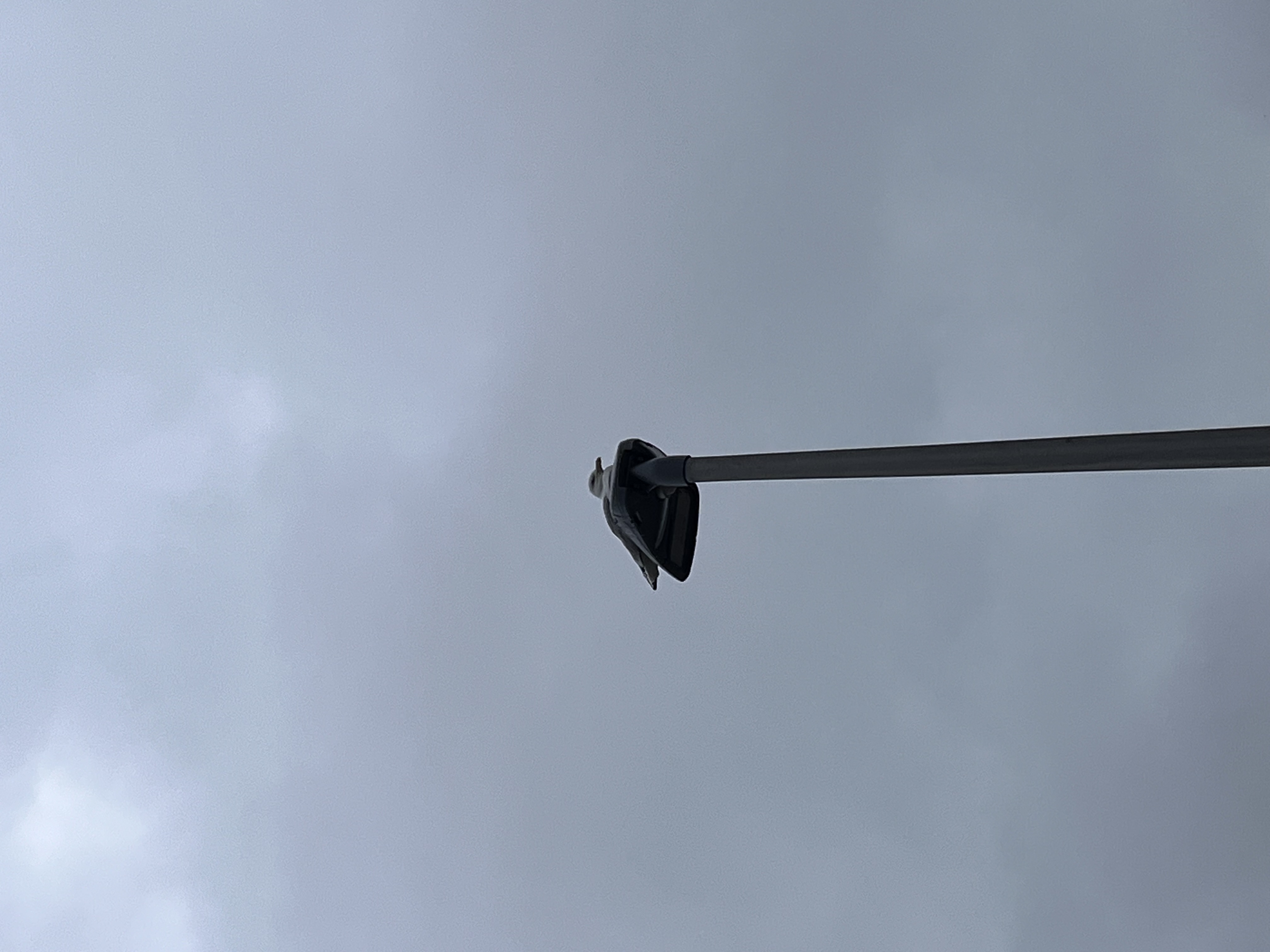 Möwe in Bournmouth am Stran  auf Laterne