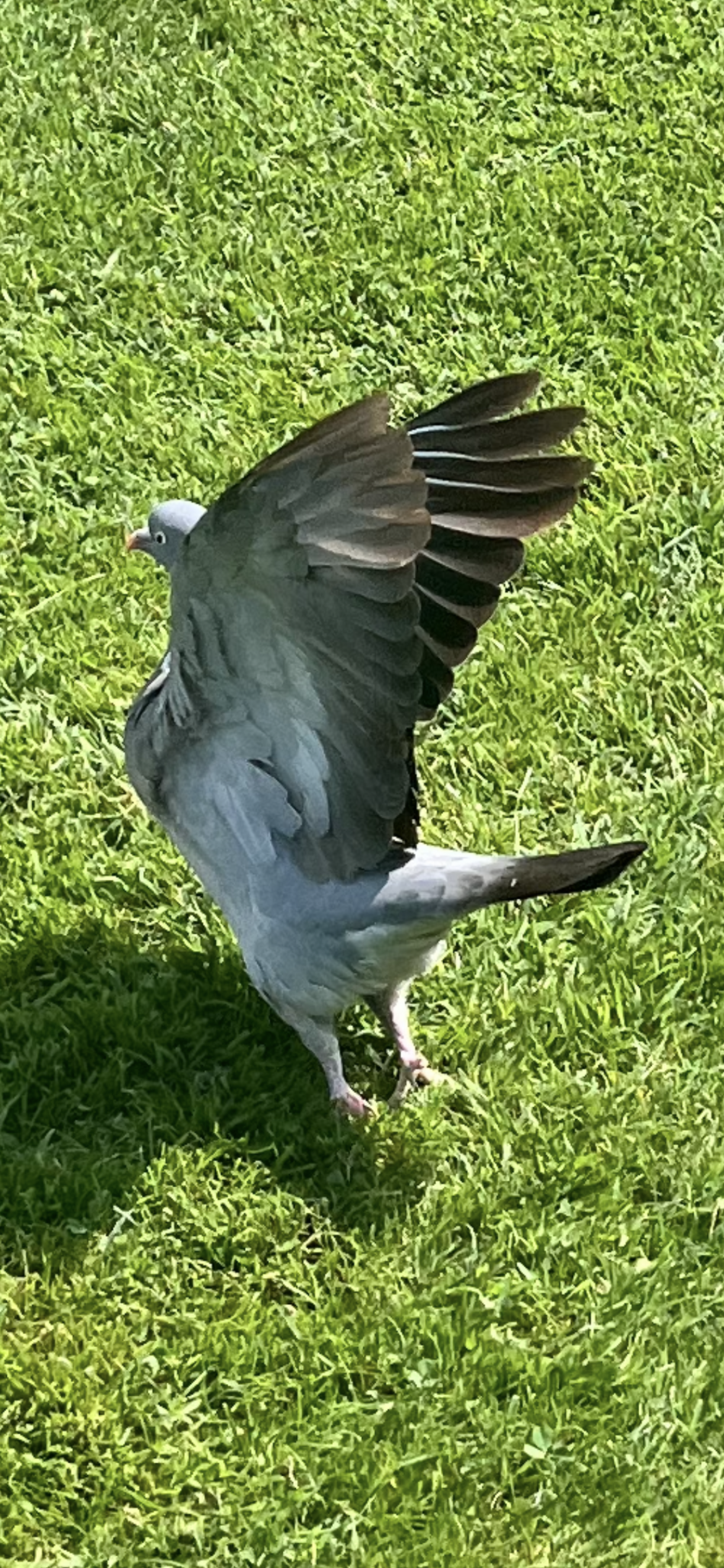 Taube die probiert los zu fliegen in einem Garten in England
