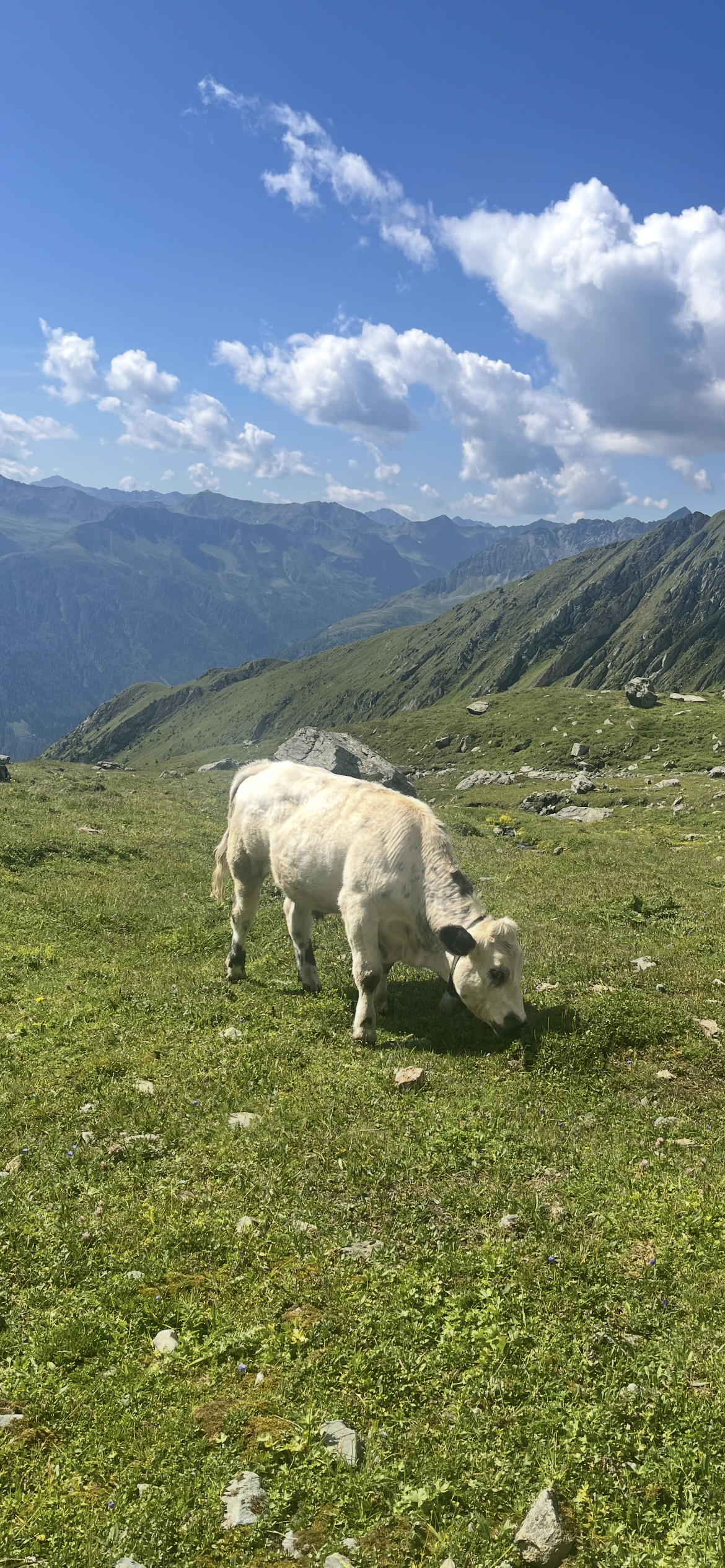 Kuh beim Essen in den Bergen in Osttirol