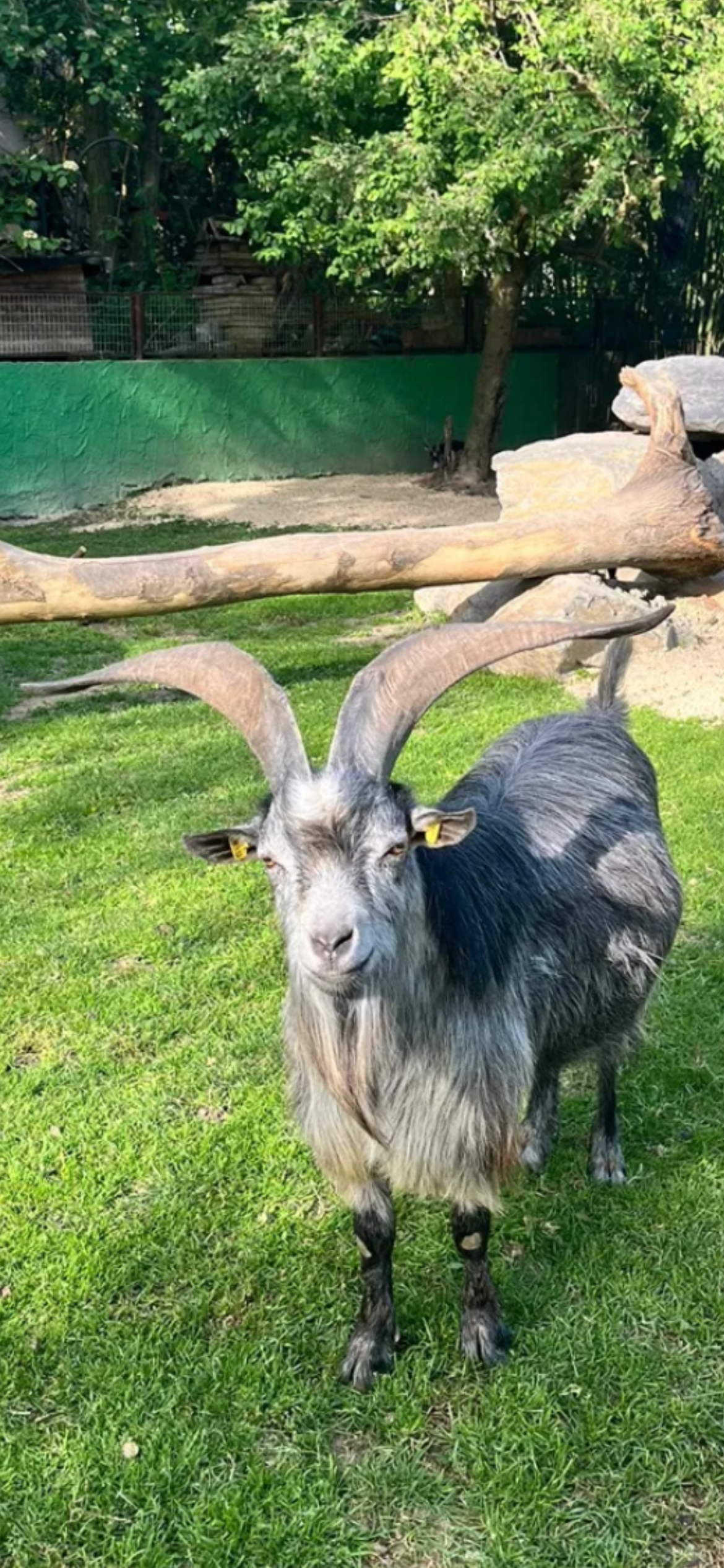 Liebe Ziege im Zoo in Linz